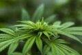 Castellammare: Carabinieri trovano piante di cannabis sui Monti Lattari