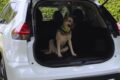 NAPOLI, ARENELLA: cane rischia di morire perché chiuso in auto al sole. Carabinieri denunciano 80enne e salvano l'animale