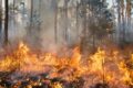 REGIONE CAMPANIA: PROTEZIONE CIVILE, al via le iscrizioni ai corsi per direttori delle operazioni di spegnimento (dos). assessora Zabatta: "formazione qualificata per rafforzare il sistema antincendio boschivo regionale"