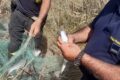 PESCA DI FRODO, ASSESSORA ZABATTA: “DIFENDERE LA BIODIVERSITÀ E IL LAVORO DEI PESCATORI ONESTI È UNA PRIORITÀ”