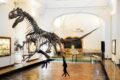 Centro Musei della Federico II si rinnova: concluso il progetto di riqualificazione per favorire una partecipazione più ampia a inclusiva. Presentazione mercoledì 1° luglio, alle 11, nel Real Museo Mineralogico, in via Mezzocannone, 8