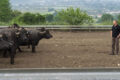 Benessere animale, allarme nelle stalle campane. Premi ridotti e nessuna certezza per il 2027
