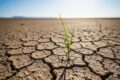 Agricoltura, danni da siccità: le aziende possono accedere agli indennizzi del Fondo AgriCat.