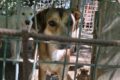 Caserta. Canile lager tra i rifiuti, liberati 16 cani. Denunciato 45enne di Maddaloni e sequestrata discarica. Operazione della Polizia Provinciale Caserta. Di seguito i video