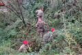 Gragnano: operazione Continuum Bellum IV dei Carabinieri. Trovati 74 chili di marijuana