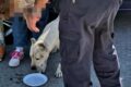 ​Marcianise (CE) Pitbull con orecchie mozzate soccorso e sequestrato dalla Polizia Provinciale: denunciato un 43enne per maltrattamento di animali
